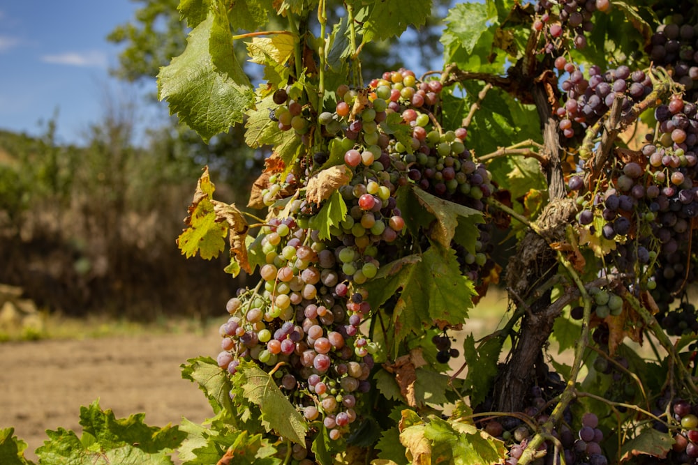 a bunch of grapes hanging from a vine