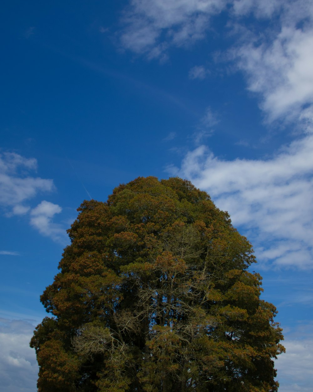 a large tree in the middle of a field