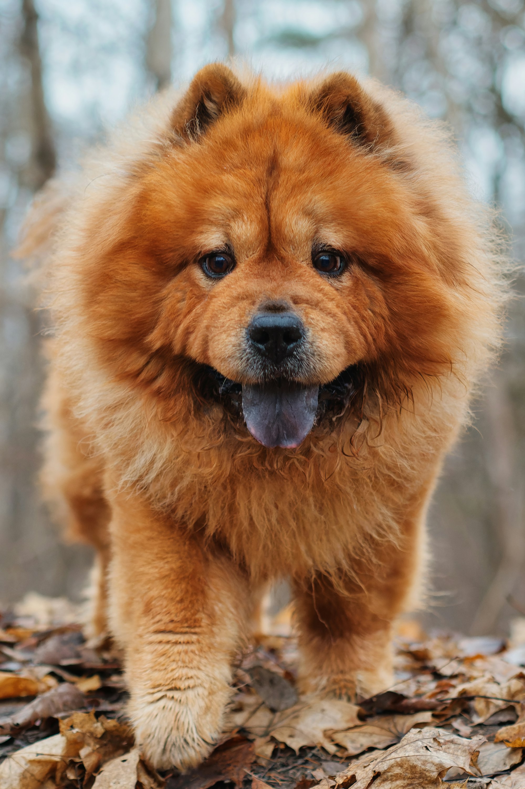 a brown Chow Chow dog standing on top of a pile of leaves
