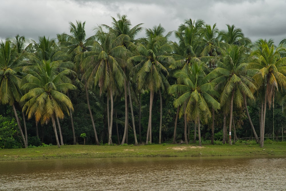 a body of water surrounded by palm trees