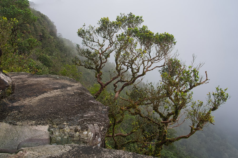 a tree on a cliff with fog in the background
