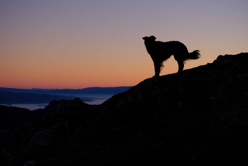 a dog standing on top of a mountain at sunset