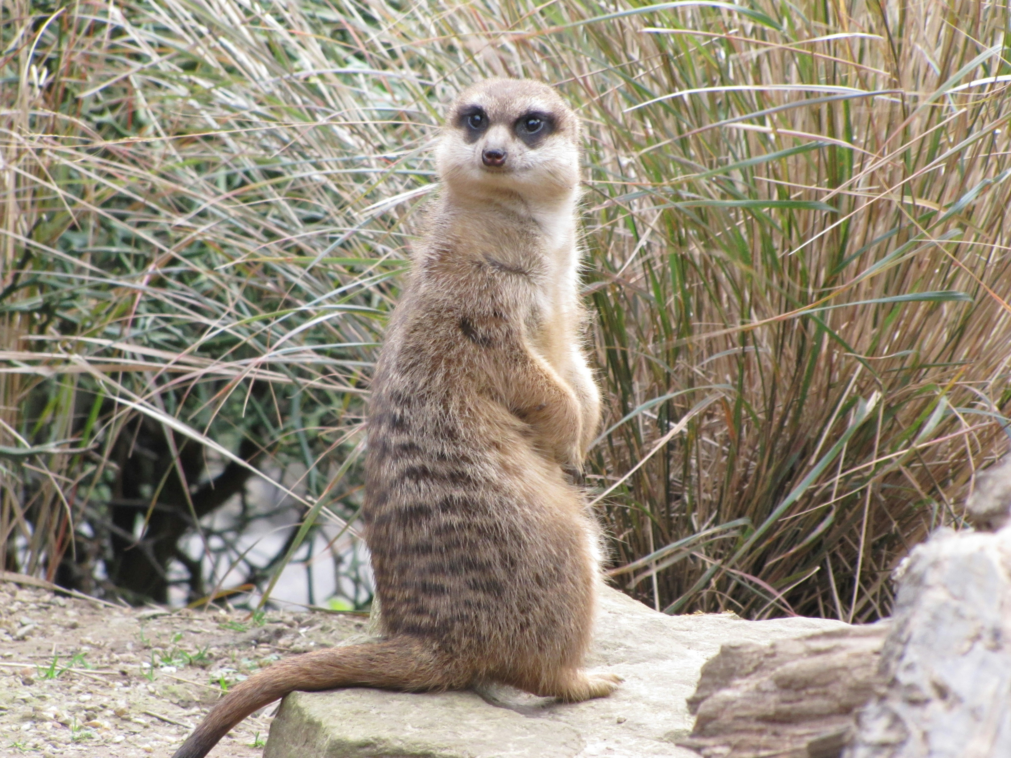 african desert landscape, wallpaper, Perang Somalia: Negara Gagal dan Intervensi 1