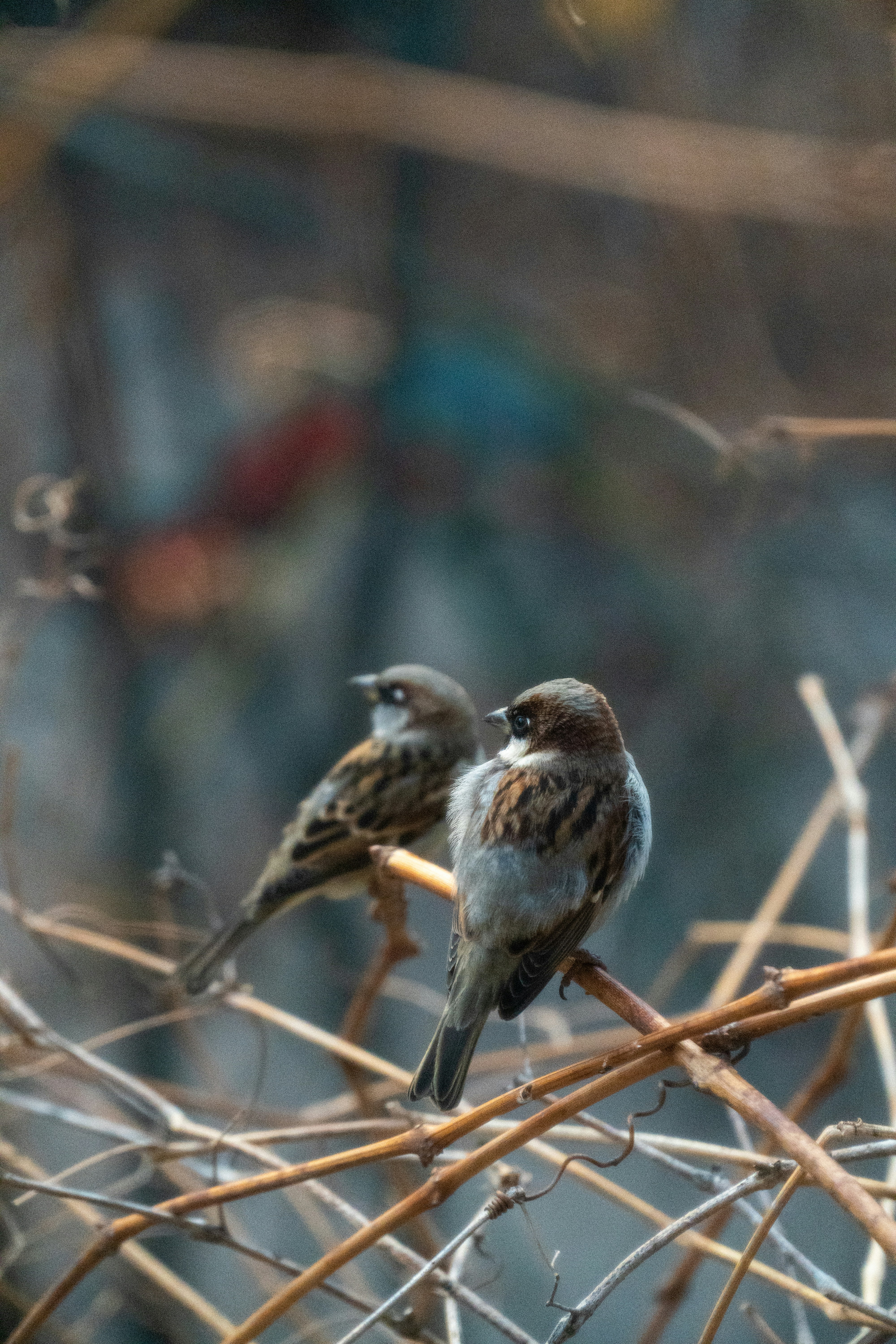 Photo by pushdermar