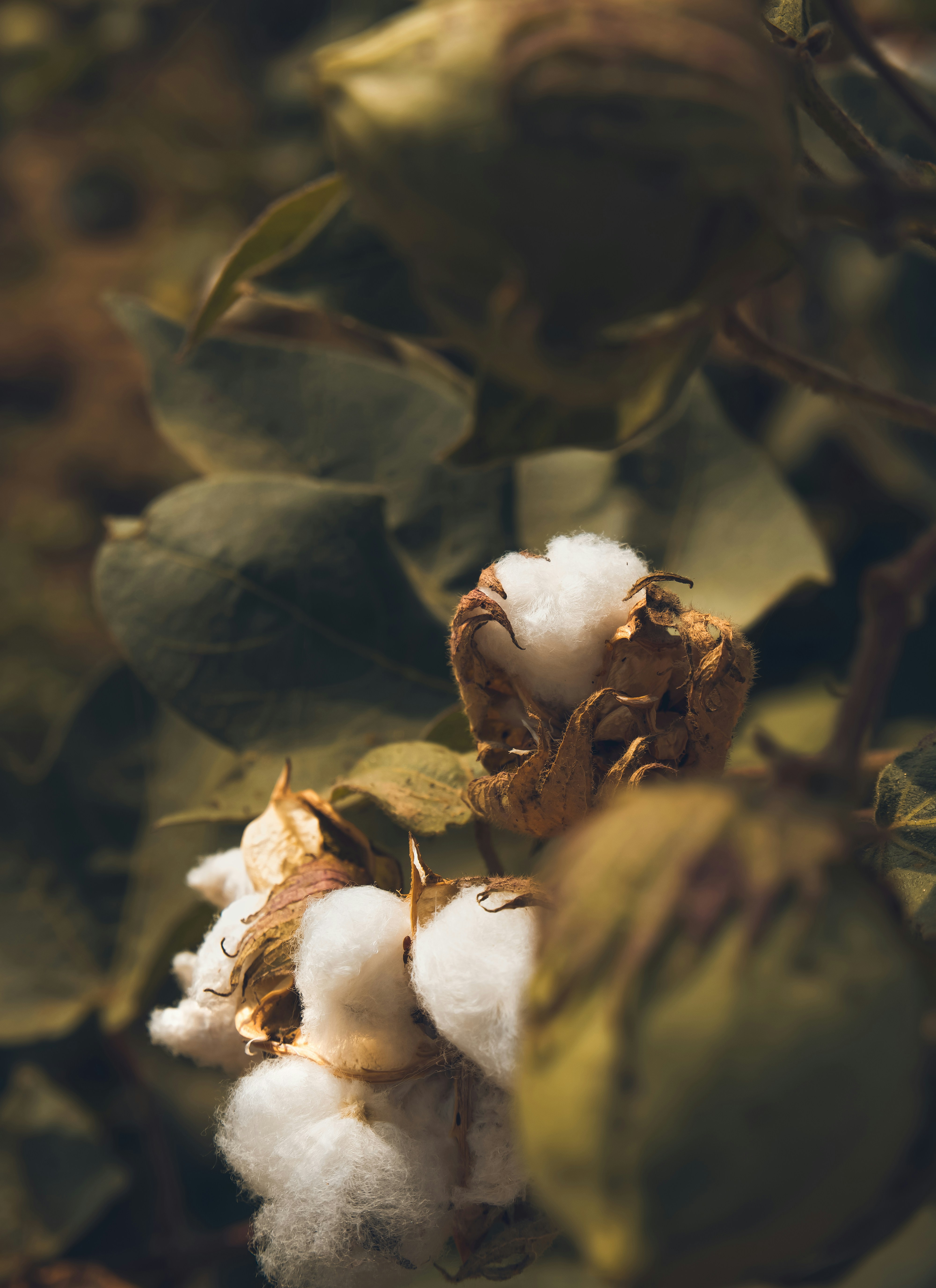 Viscose vs Cotton: The Ultimate Fabric Comparison Guide