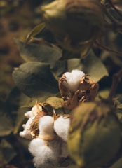 Cotton bolls are nestled among green leaves, showcasing the fluffy white fibers emerging from brown husks. The soft texture of the cotton contrasts with the rich textures of the surrounding plants.