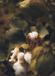 Cotton bolls are nestled among green leaves, showcasing the fluffy white fibers emerging from brown husks. The soft texture of the cotton contrasts with the rich textures of the surrounding plants.