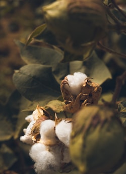 Cotton bolls are nestled among green leaves, showcasing the fluffy white fibers emerging from brown husks. The soft texture of the cotton contrasts with the rich textures of the surrounding plants.