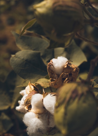 Cotton bolls are nestled among green leaves, showcasing the fluffy white fibers emerging from brown husks. The soft texture of the cotton contrasts with the rich textures of the surrounding plants.
