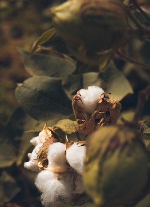 Cotton bolls are nestled among green leaves, showcasing the fluffy white fibers emerging from brown husks. The soft texture of the cotton contrasts with the rich textures of the surrounding plants.