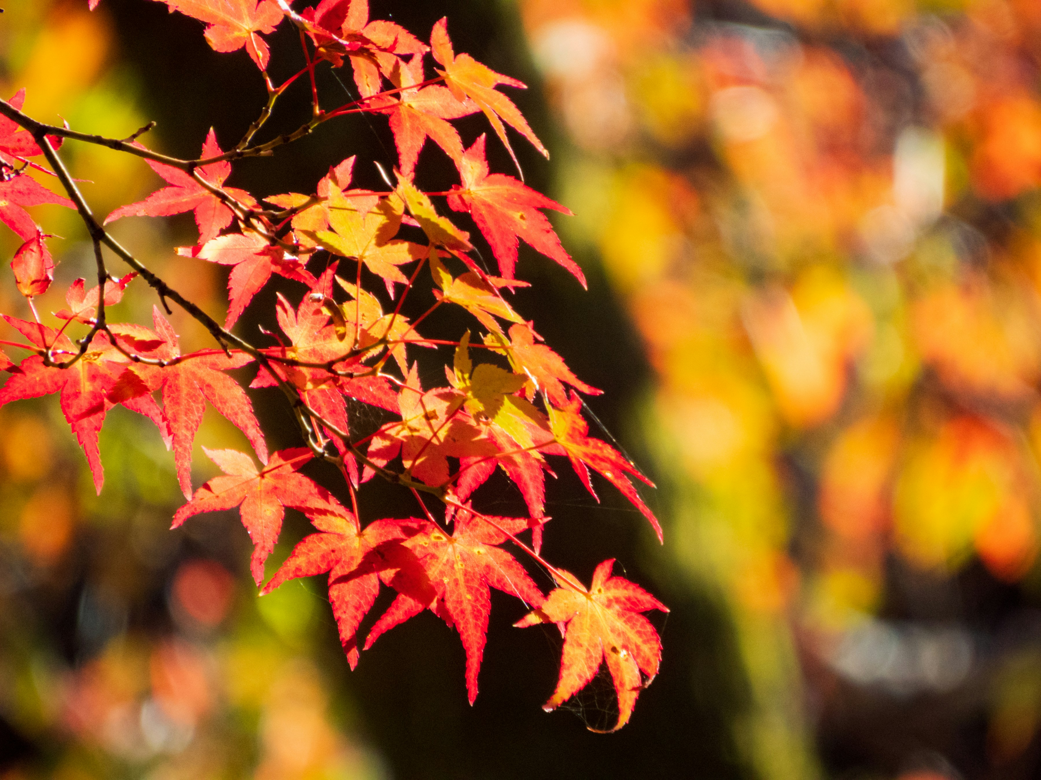 Photo by heppoko_yama