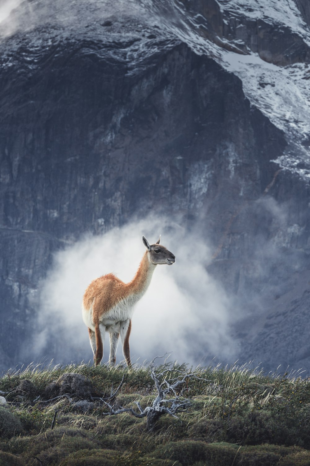 a llama standing on top of a grass covered hill