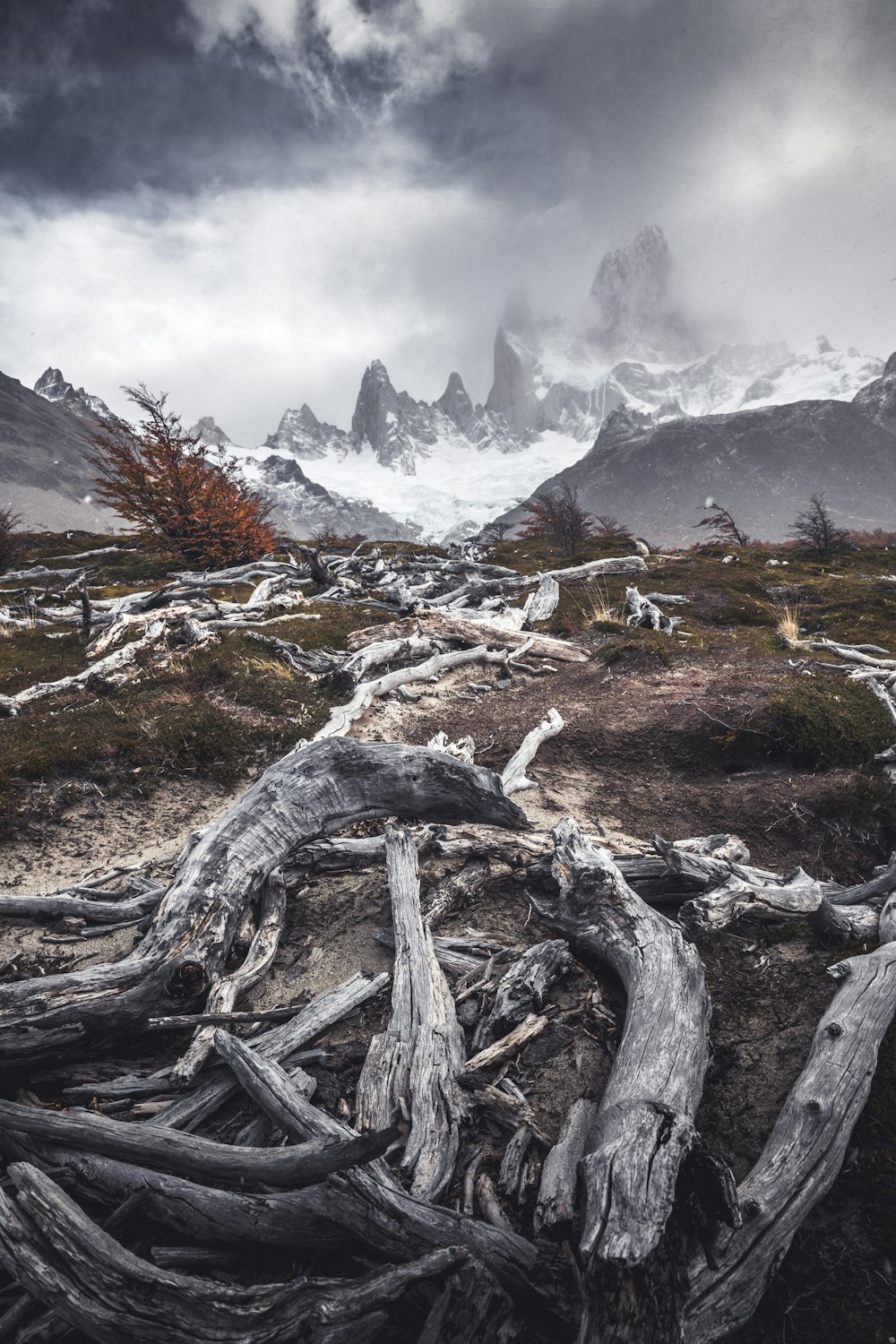 un montón de árboles que están en la tierra