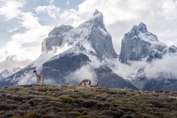 Majestic snow-capped mountains rise sharply under a partly cloudy sky with a natural foreground of grassy terrain. A group of guanacos is seen grazing peacefully amidst the rugged landscape, highlighting the serene and untouched wilderness.