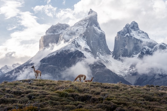 Majestic snow-capped mountains rise sharply under a partly cloudy sky with a natural foreground of grassy terrain. A group of guanacos is seen grazing peacefully amidst the rugged landscape, highlighting the serene and untouched wilderness.