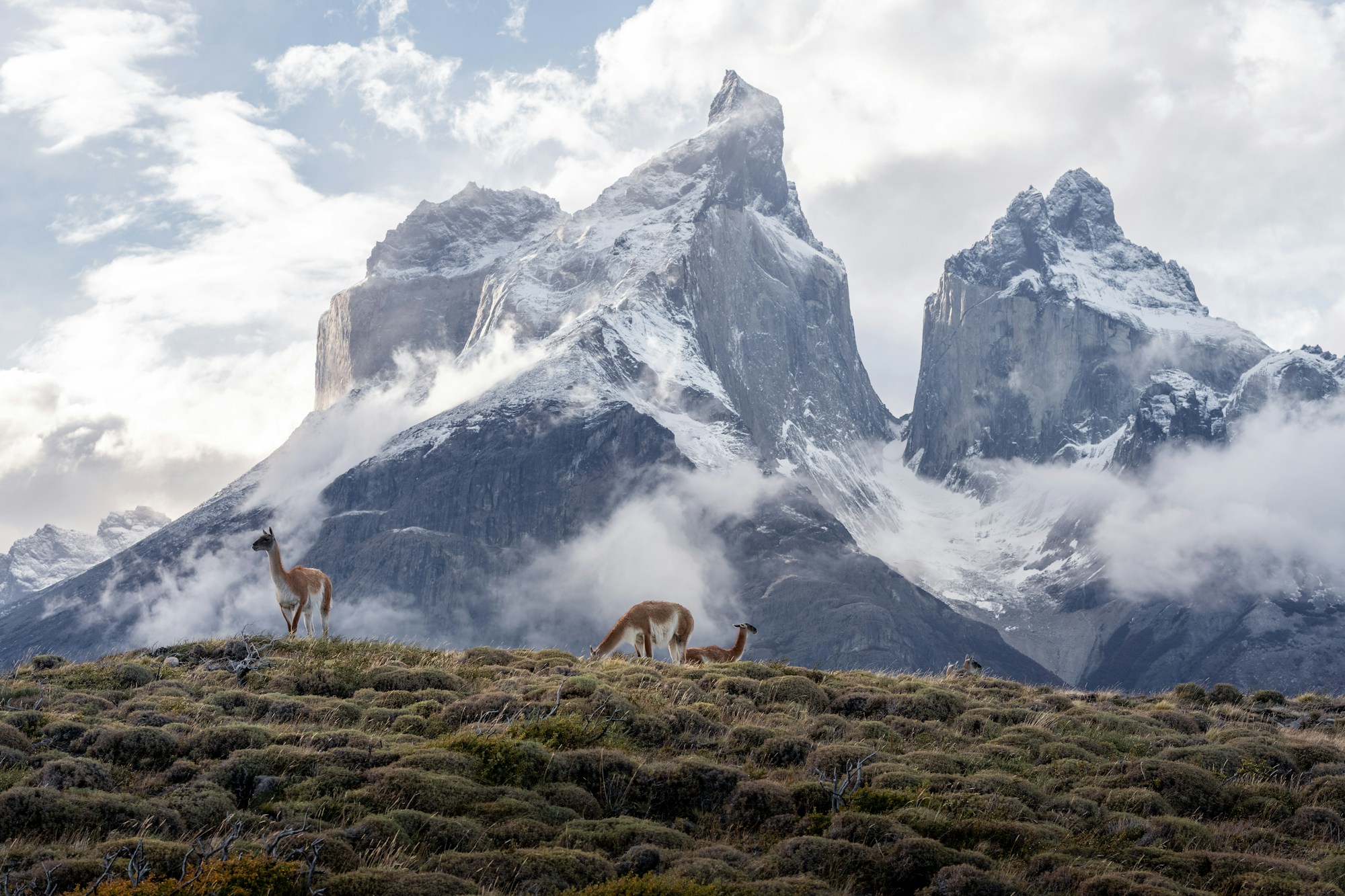 Alpacas grazing on a grassy hilltop with the Andes Mountains rising in the background