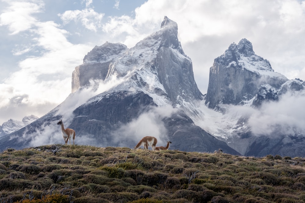 a group of llamas grazing in front of a mountain