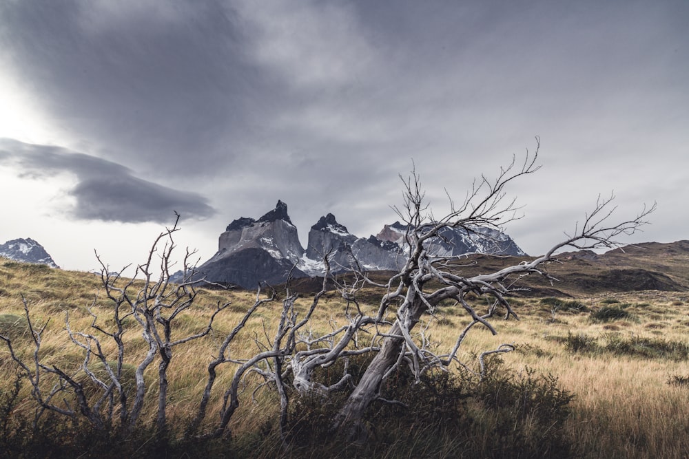 a dead tree in a field with mountains in the background