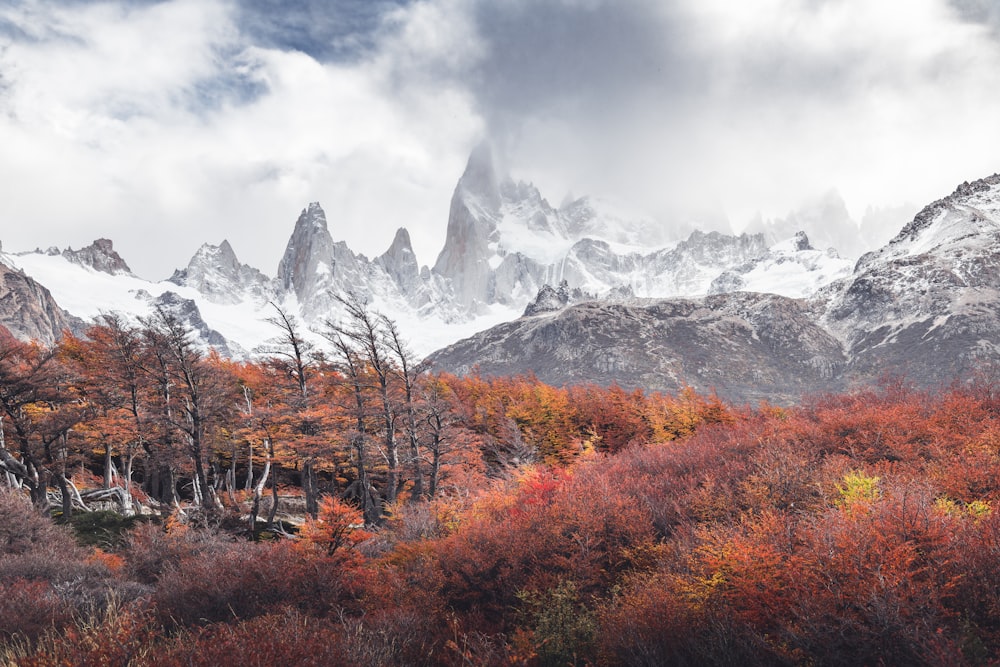 Las montañas están cubiertas de nieve y árboles