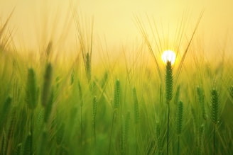 a field of green grass with the sun setting in the background