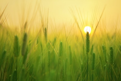a field of green grass with the sun setting in the background