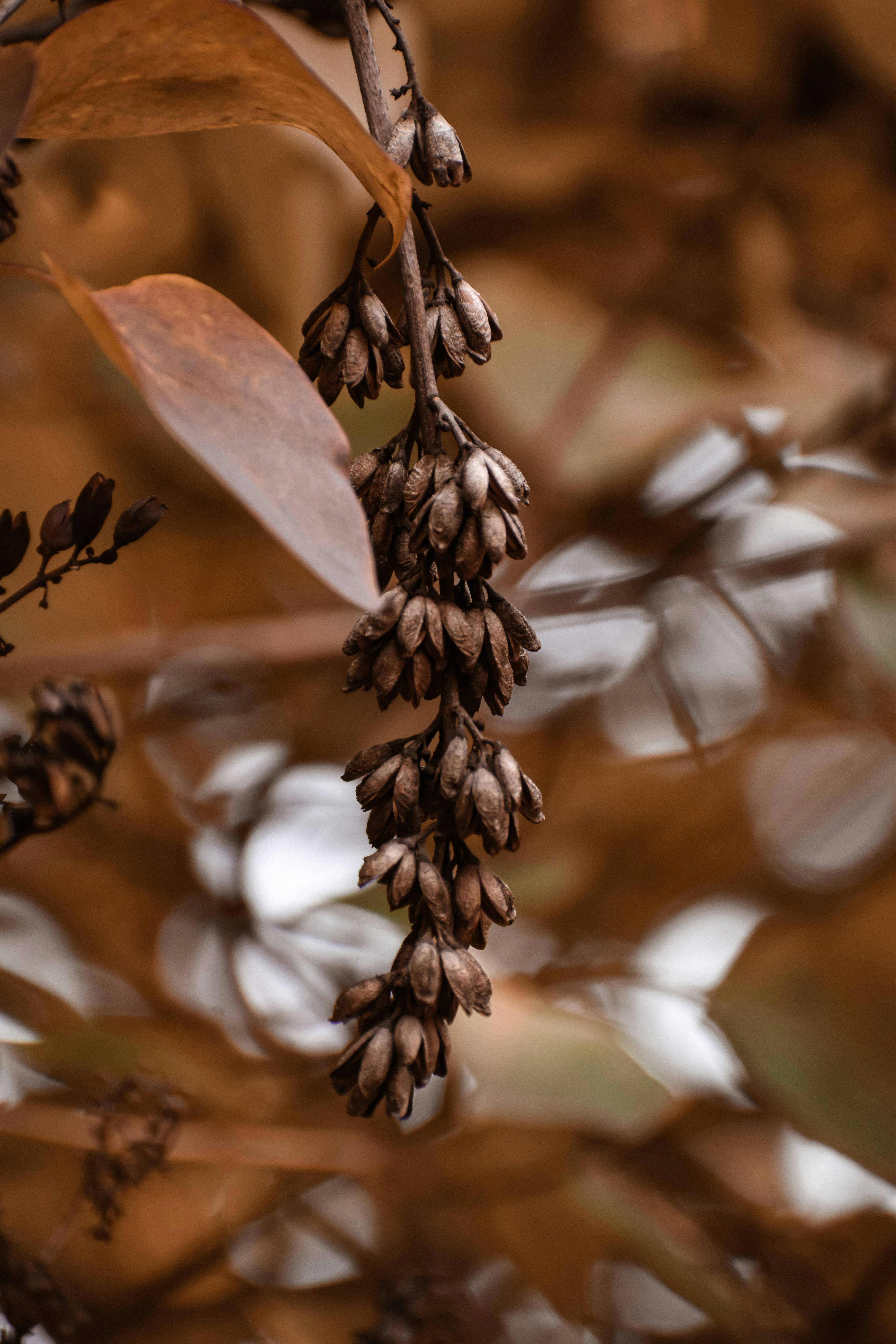 Natural Bird Seed Mix