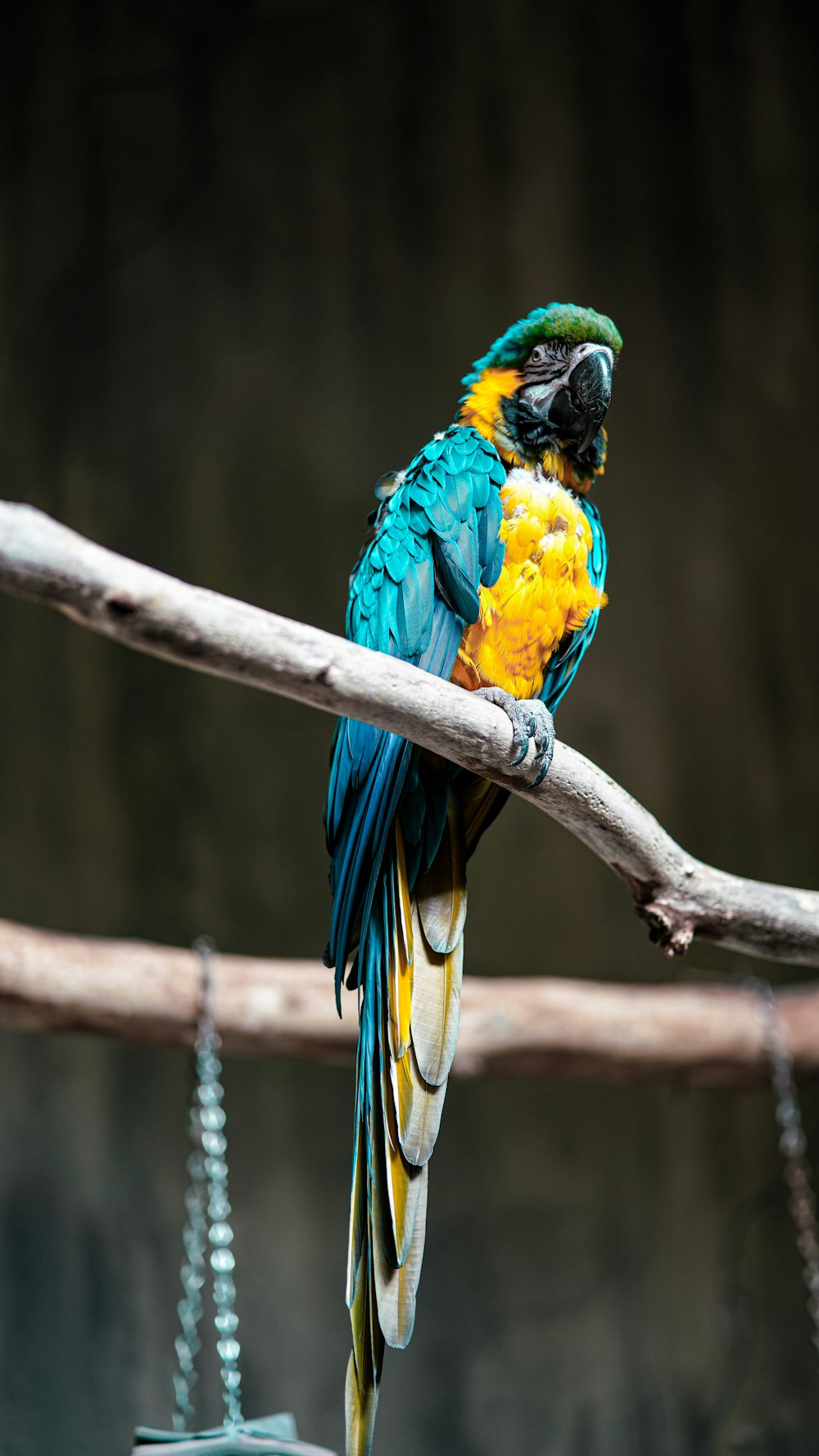 a colorful bird perched on a tree branch