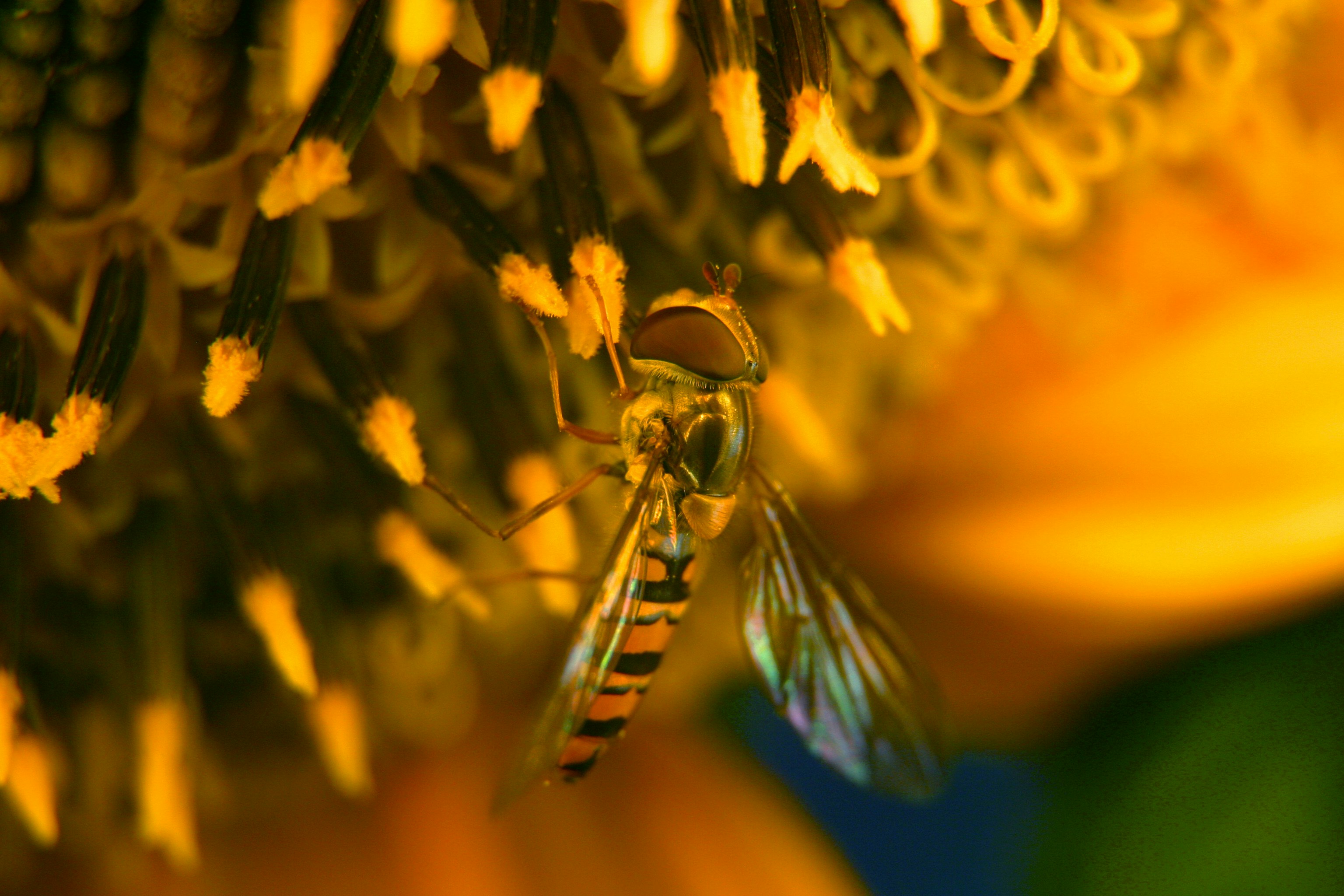 a close up of a bee on a flower