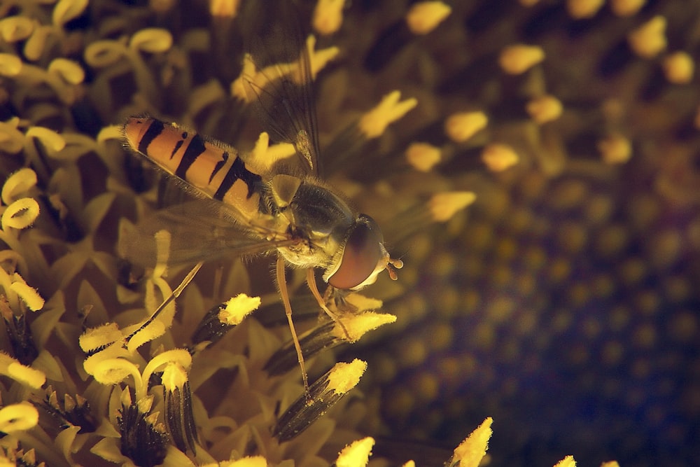 a close up of a bee on a flower