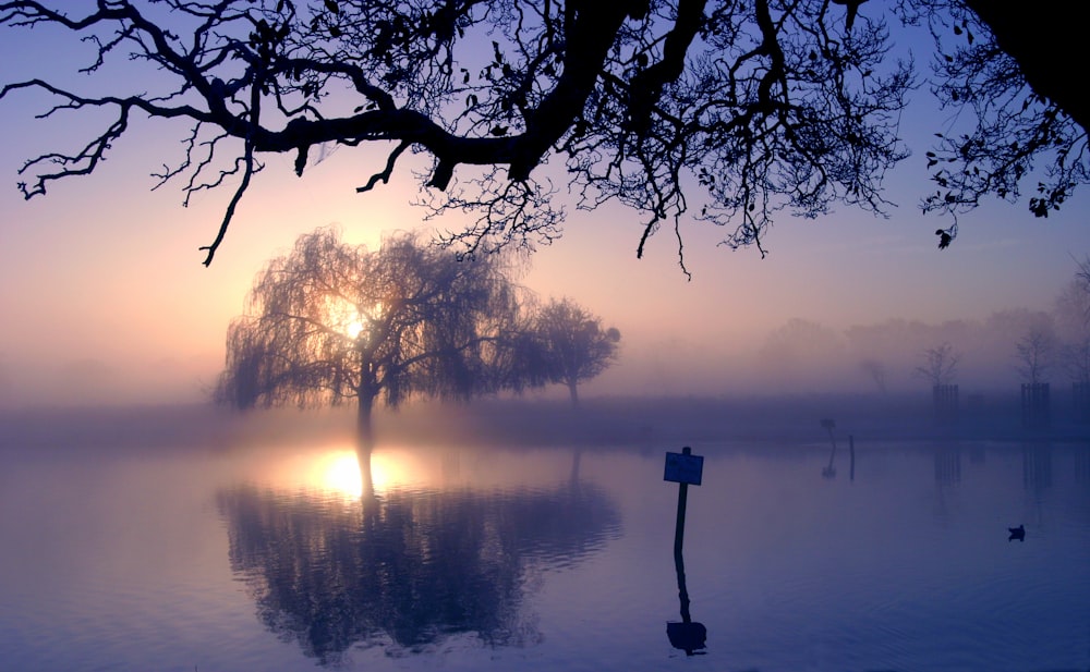 a foggy lake with a tree in the foreground