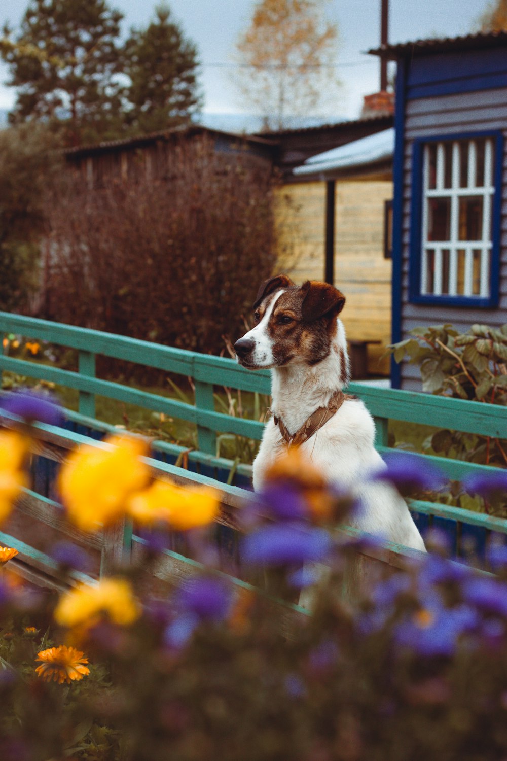 a dog sitting on a bench in a garden