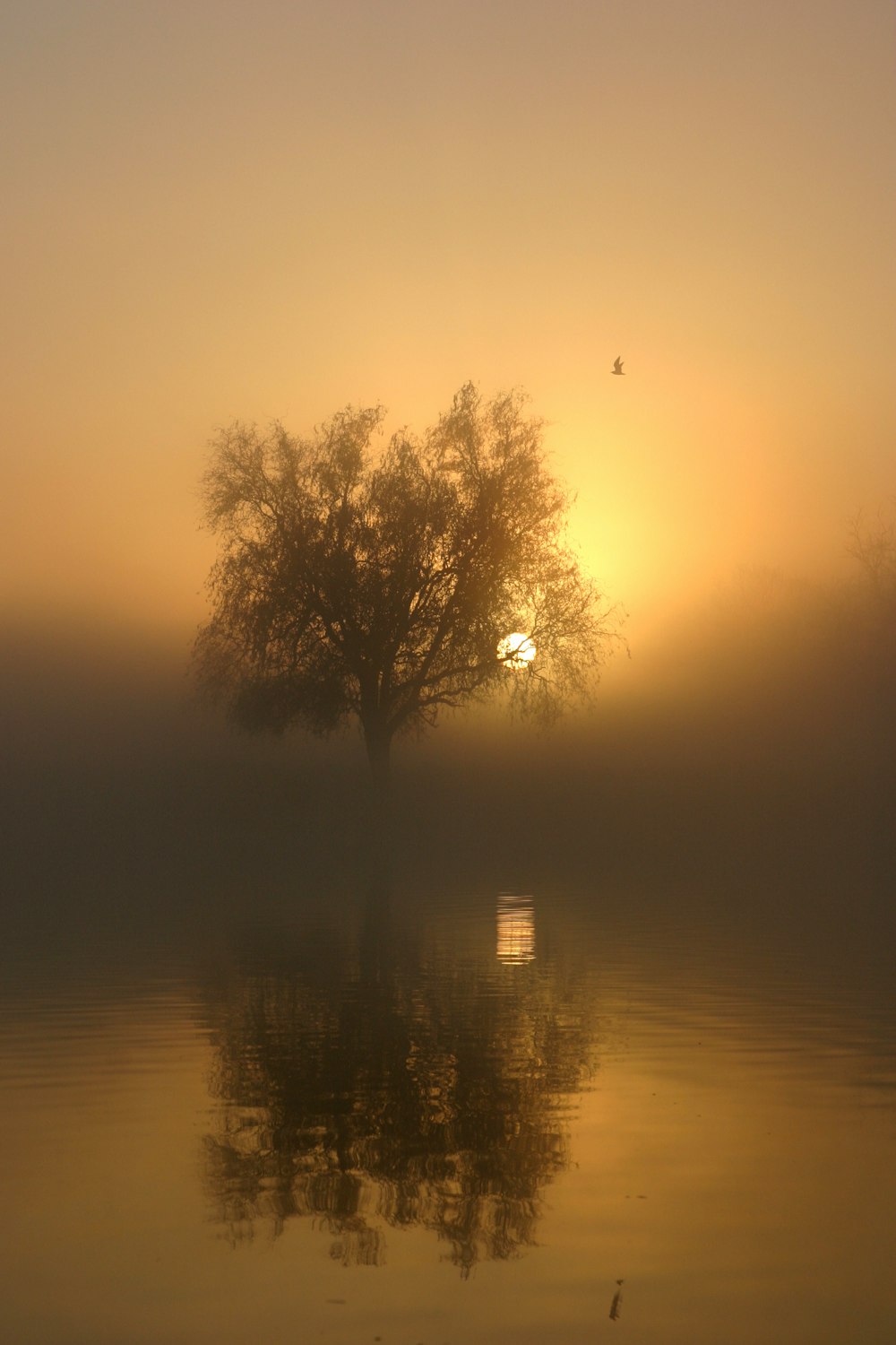 a tree in the middle of a foggy lake