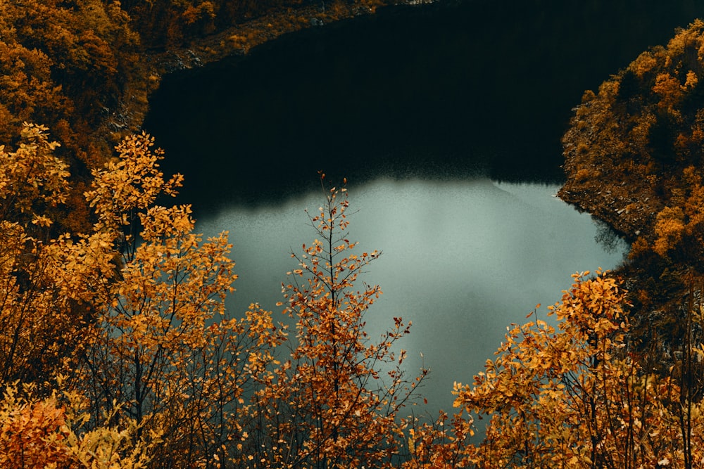 a body of water surrounded by lots of trees