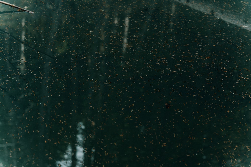 a bird flying over a body of water