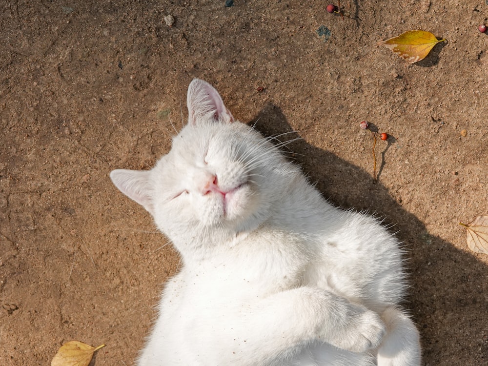 a white cat laying on the ground with its eyes closed