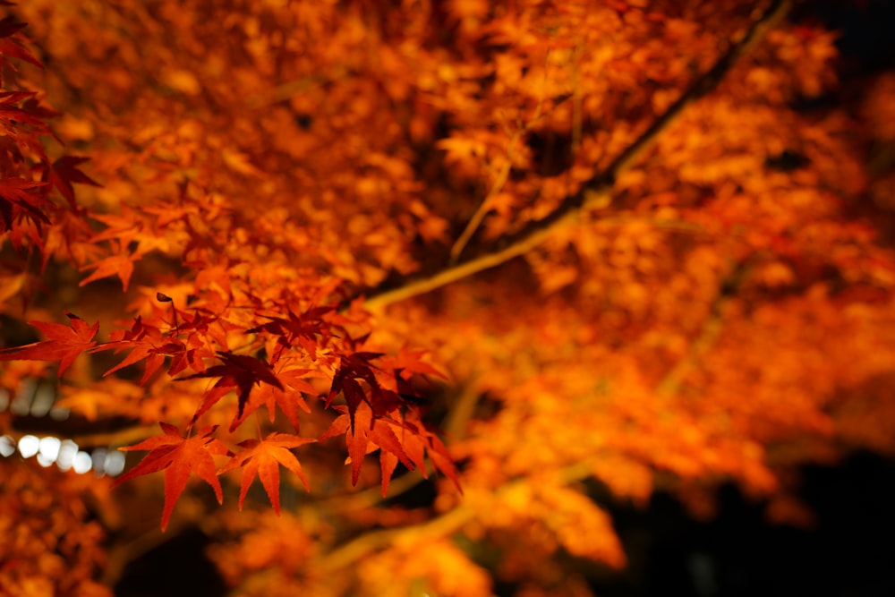 a close up of a tree with orange leaves