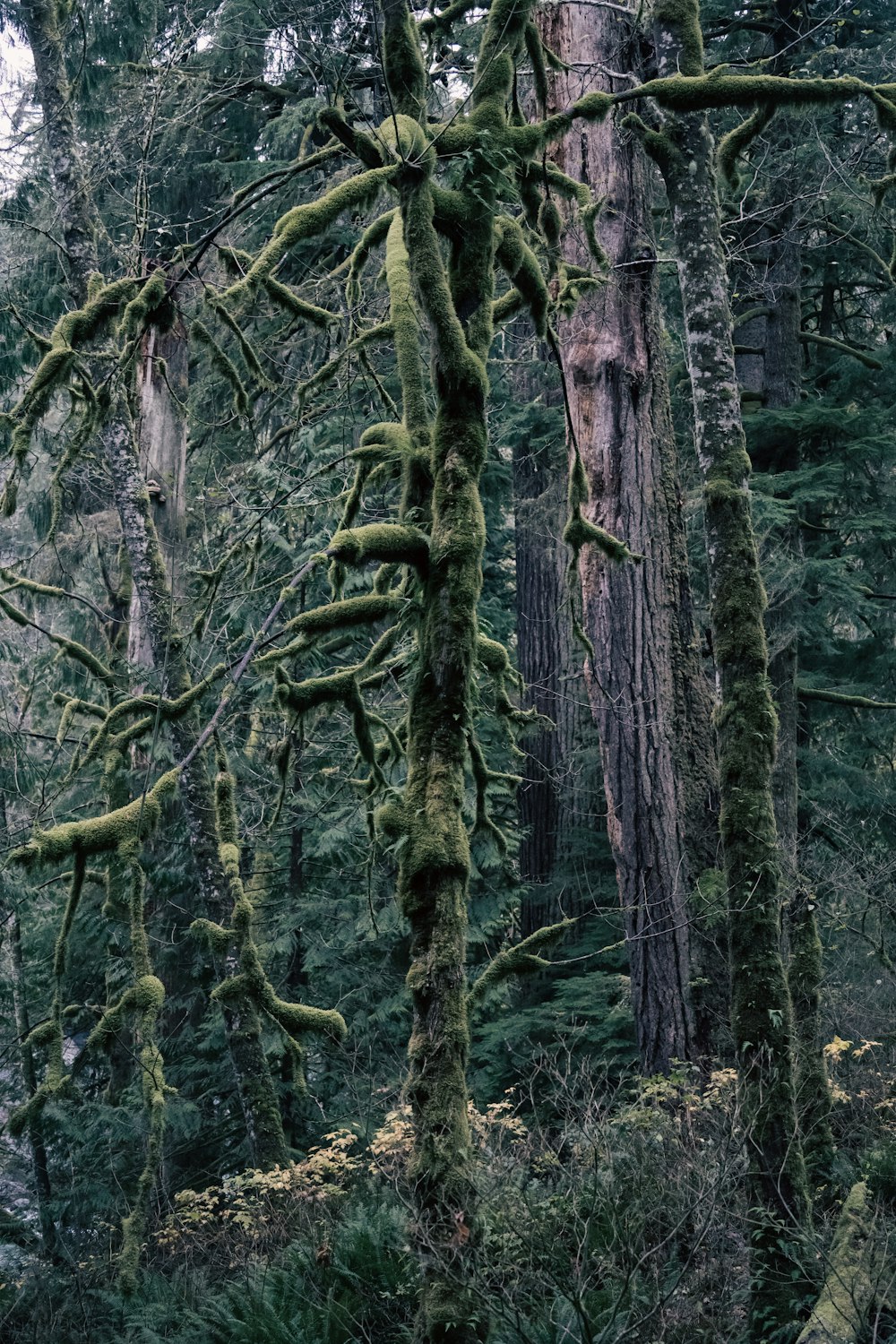 a forest filled with lots of trees covered in moss