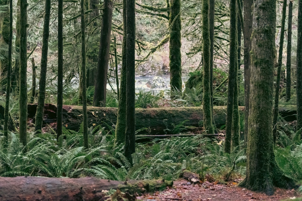 a lush green forest filled with lots of trees