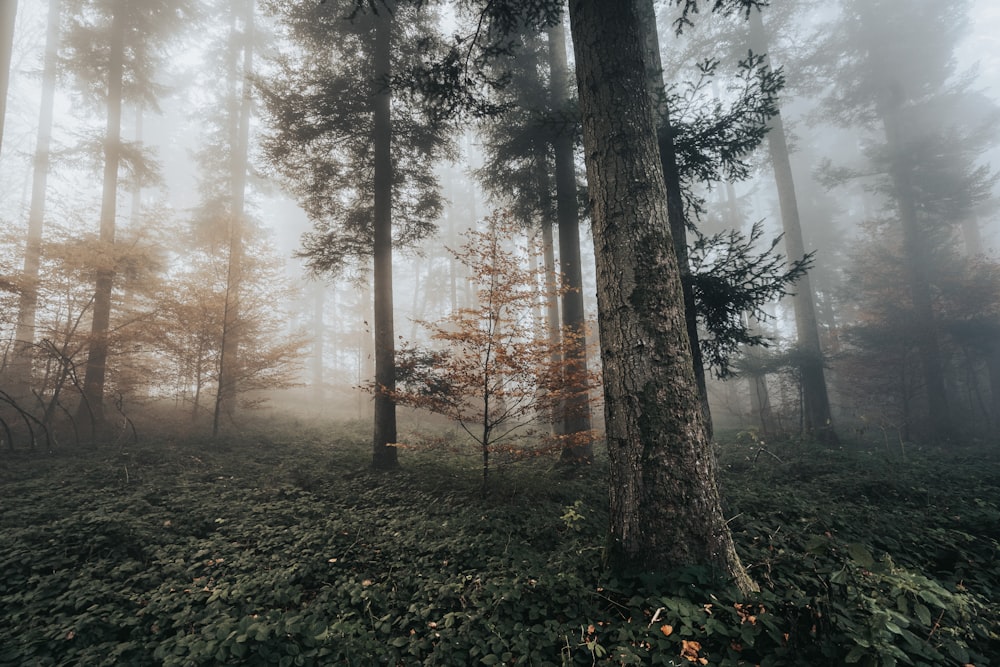 a forest filled with lots of trees covered in fog