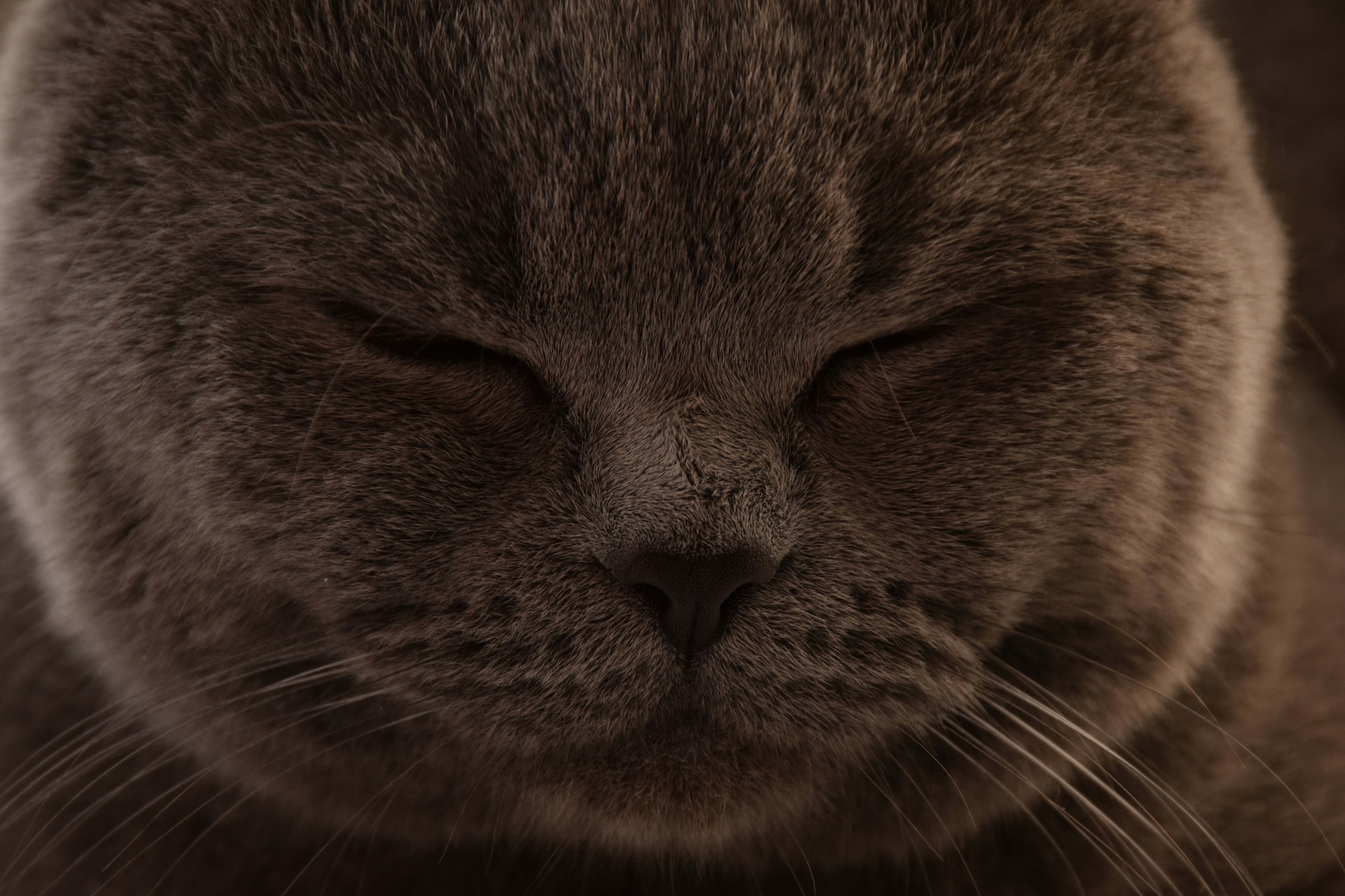 Cat Slow Blink Meaning: What Your Cat Is Trying to Tell You