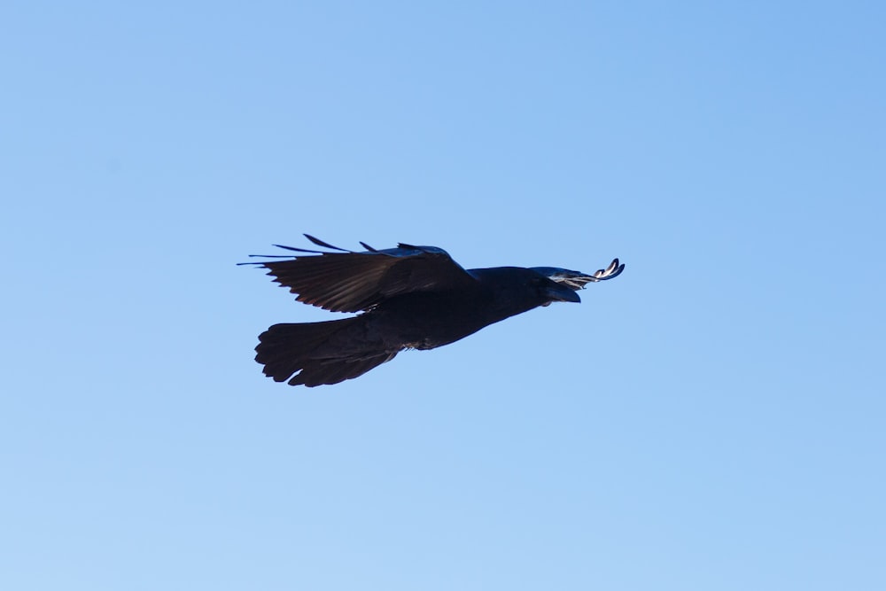 a large bird flying through a blue sky