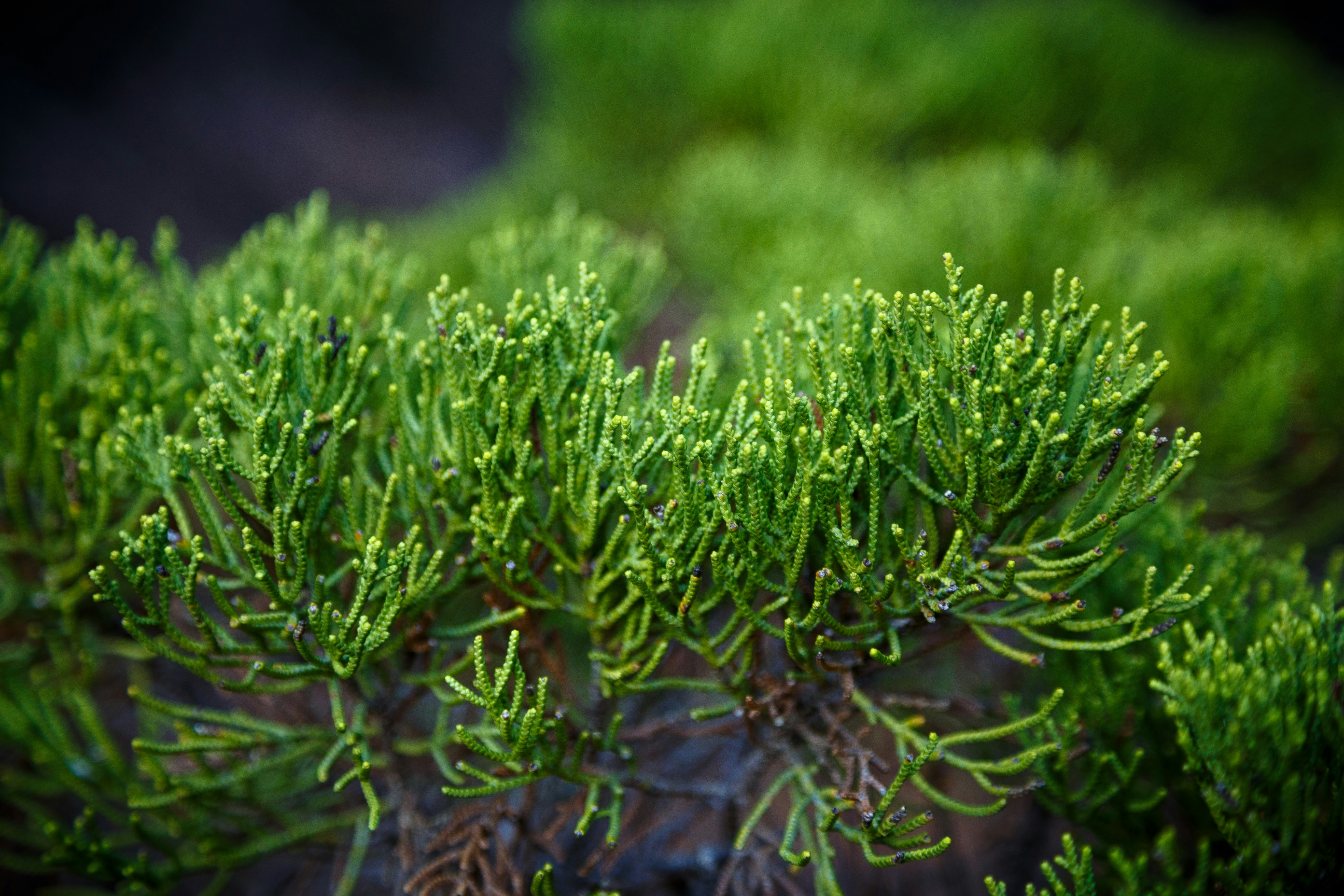 Photo by alien_roger