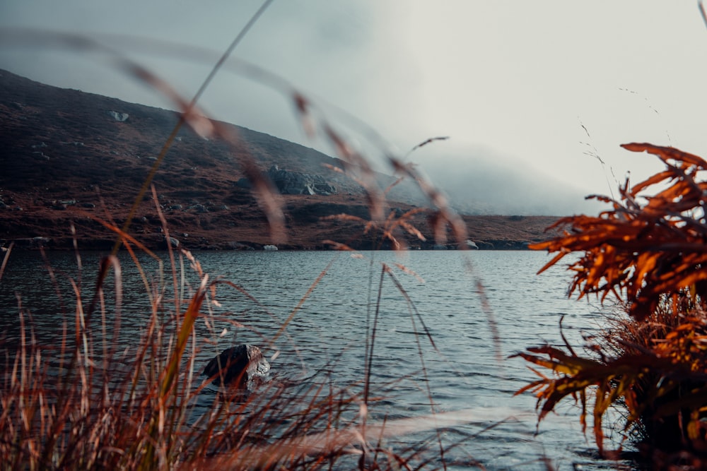 a body of water surrounded by tall grass