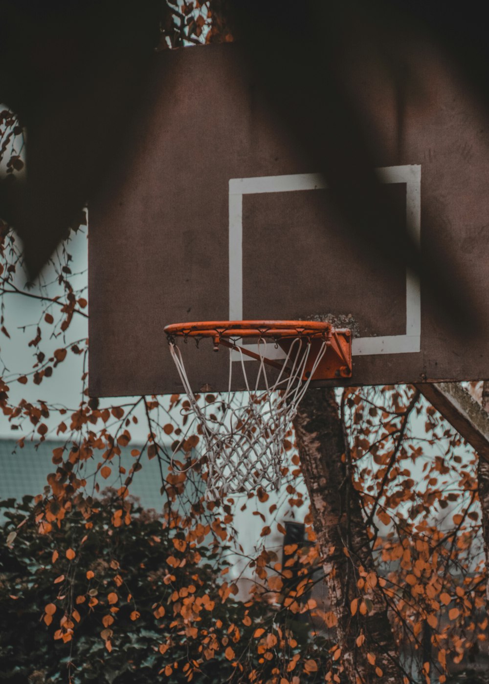 a basketball hoop in front of a tree
