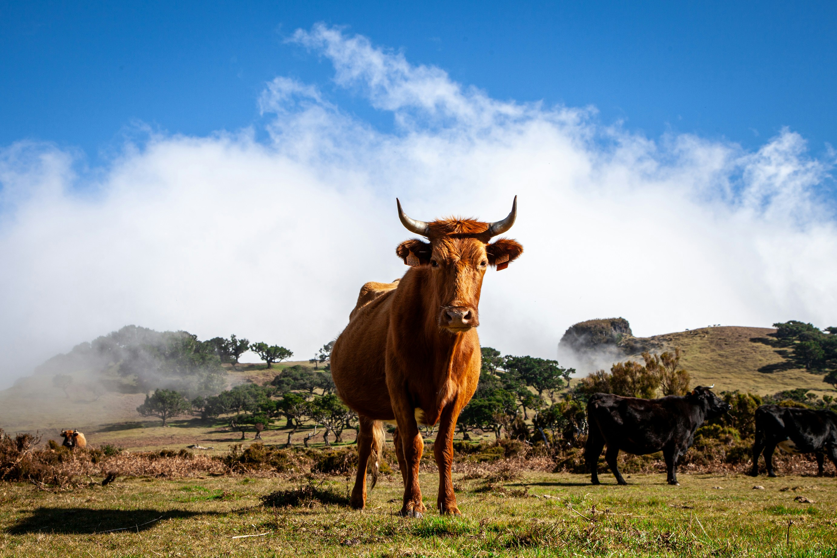 a brown cow standing on top of a lush green field, 