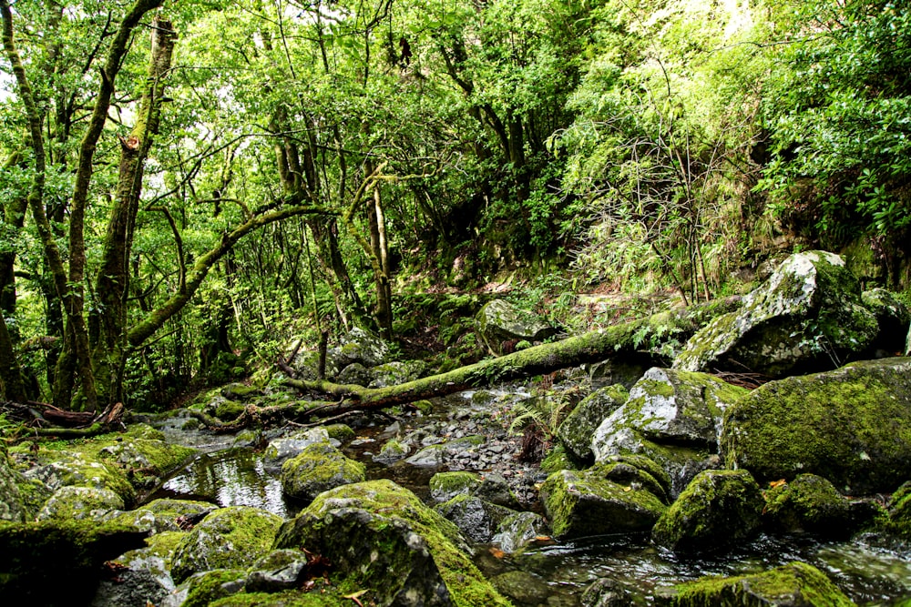 a stream running through a lush green forest