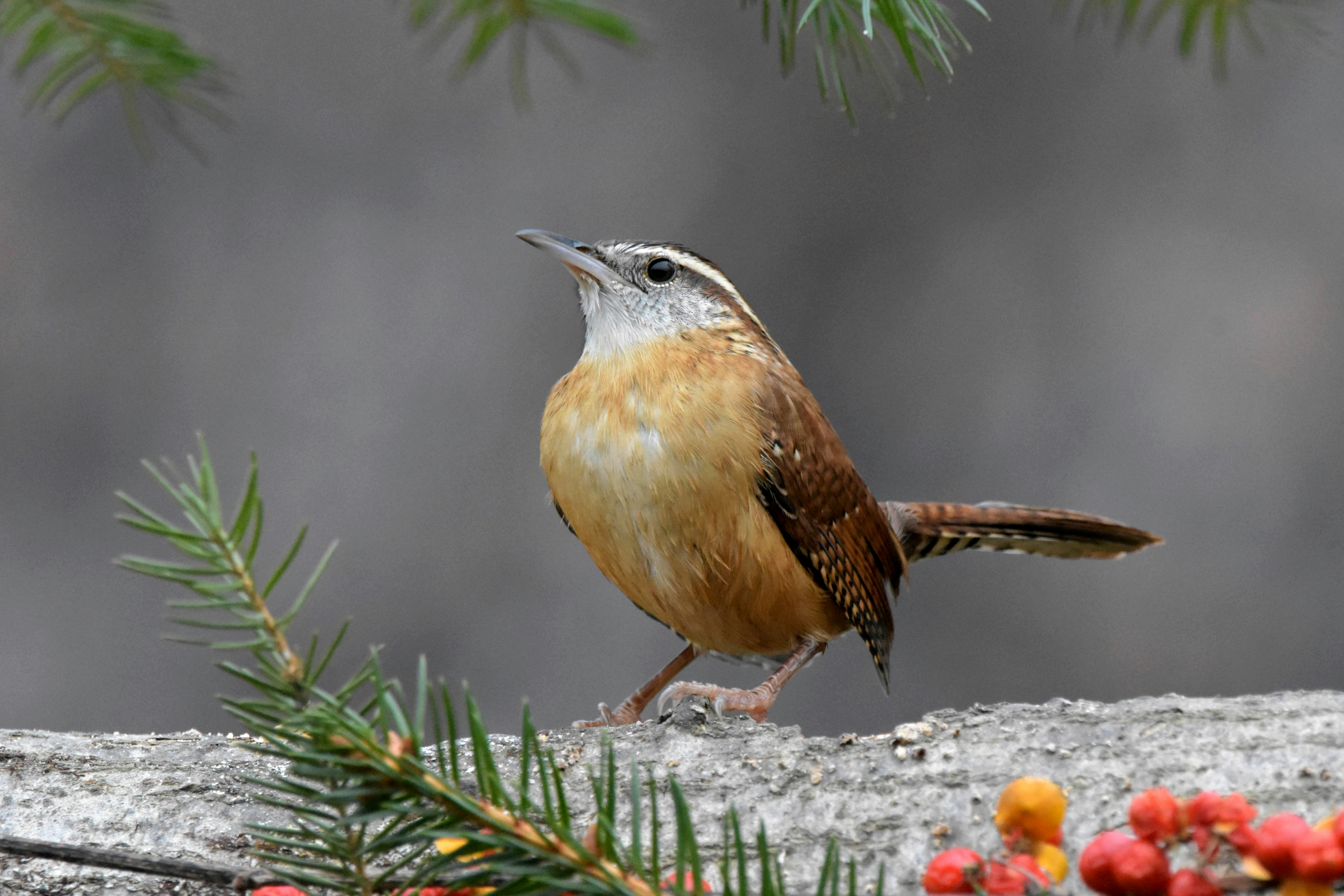 Why Carolina Wrens Sleep in Corners
