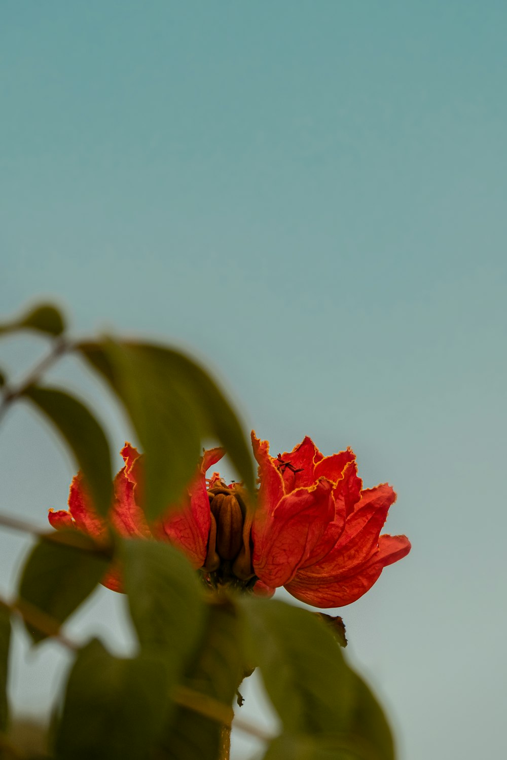 a red flower with a blue sky in the background