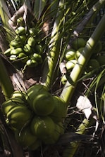 A vibrant image showcasing fresh coconuts on a tropical farm.