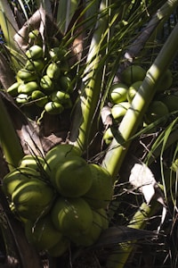 Green Shell Freshness